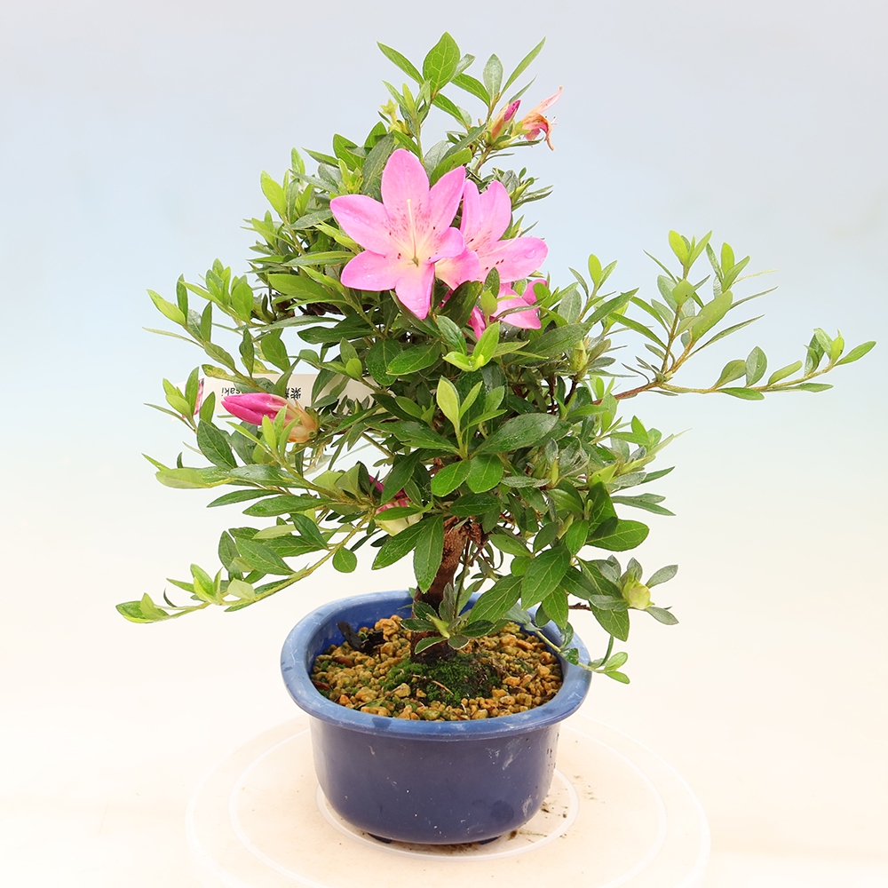 Outdoor bonsai - Japanese Azalea - Azalea Yoko
