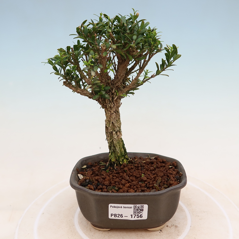Room bonsai - Buxus harlandii - cork buxus