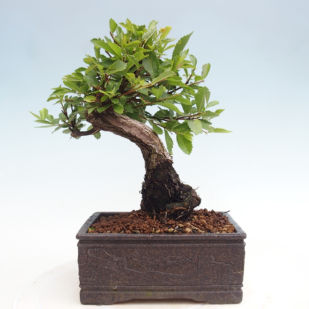 Outdoor bonsai - Zelkova - Zelkova NIRE
