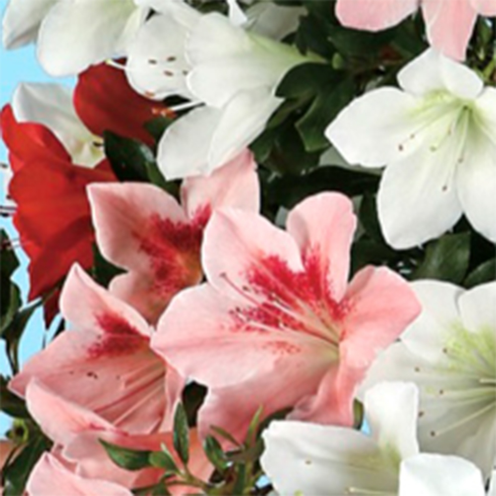 Outdoor bonsai - Japanese Azalea - Azalea Sayaka