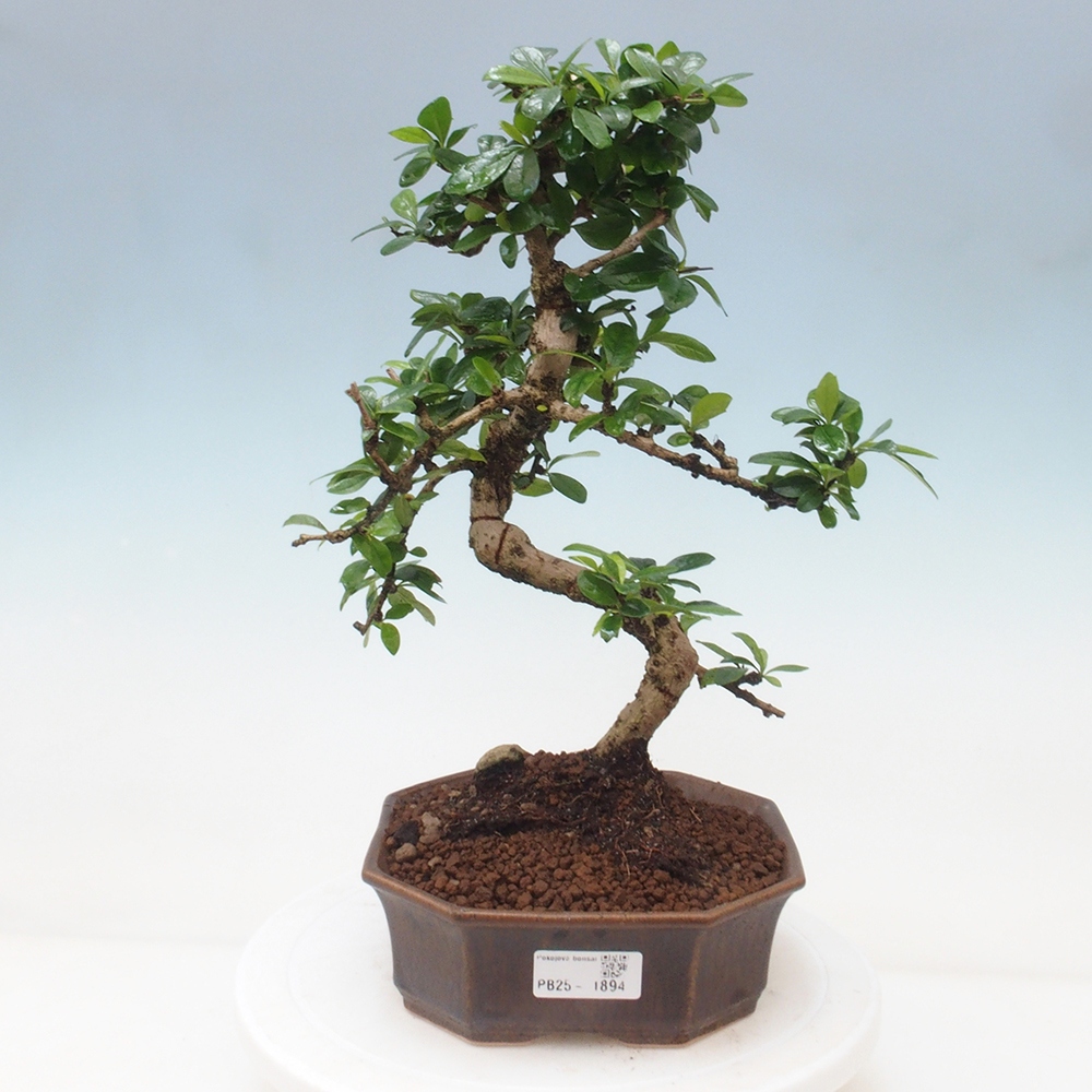 Room bonsai - Carmona macrophylla - Tea fuki