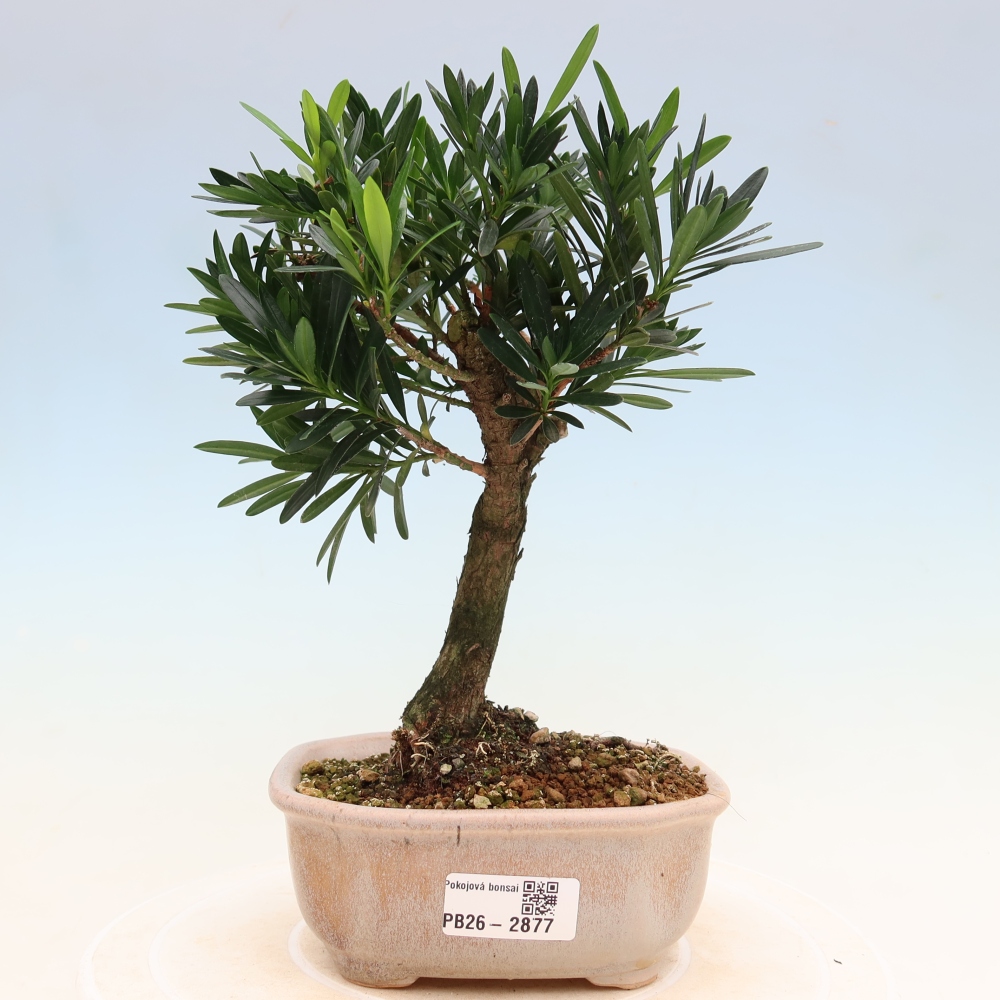 Room bonsai - Podocarpus - Stone Yew