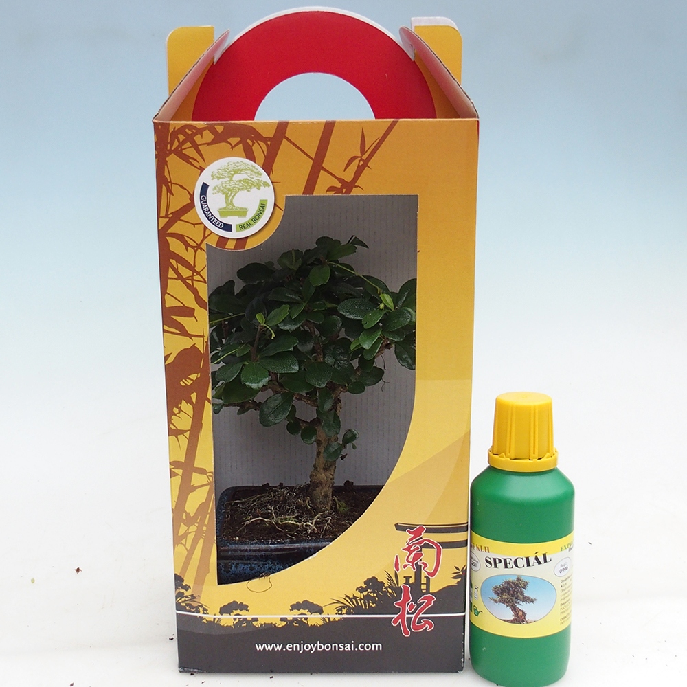 Room bonsai in gift box Carmona microphylla - Tea fuki