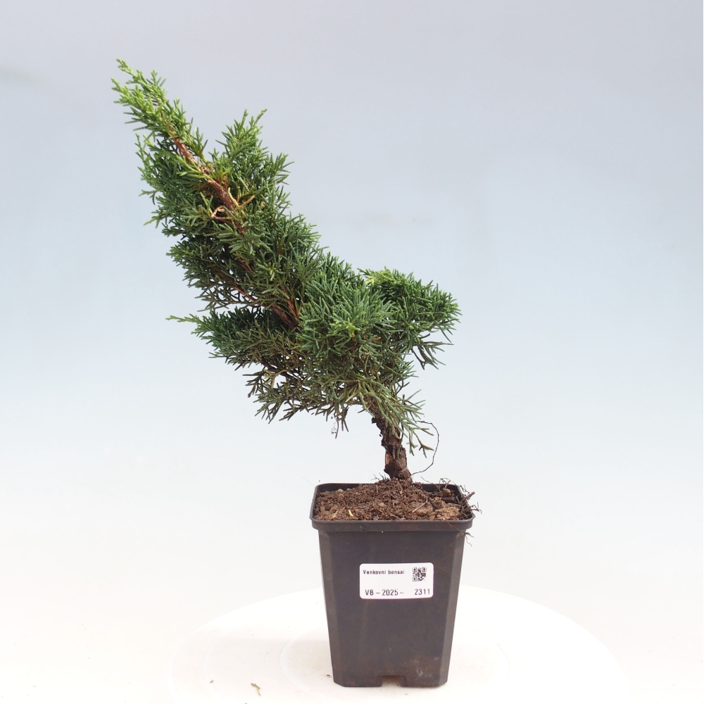 Outdoor bonsai - Juniperus chinensis Kishu - Chinese juniper