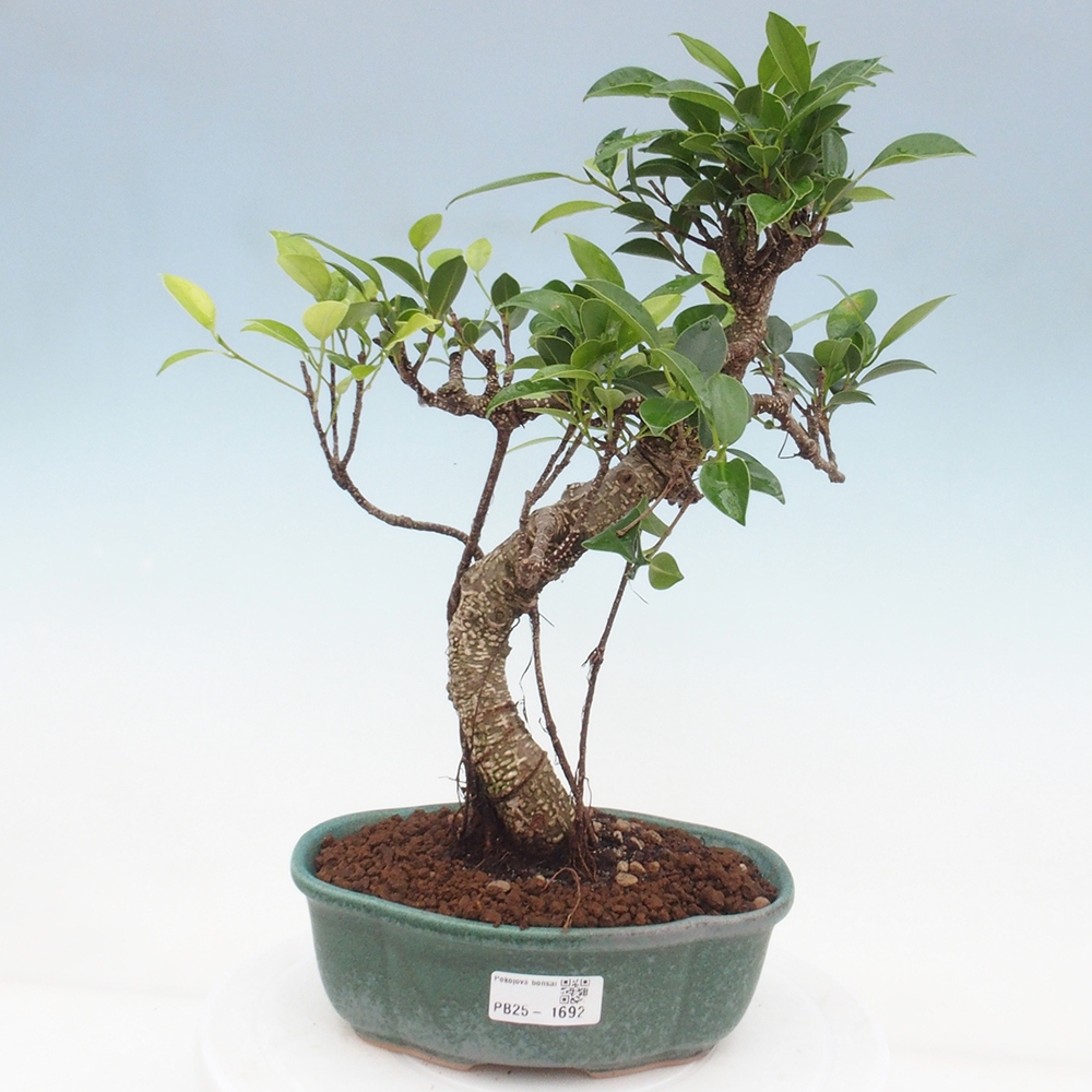 Indoor bonsai - Ficus retusa - small ficus