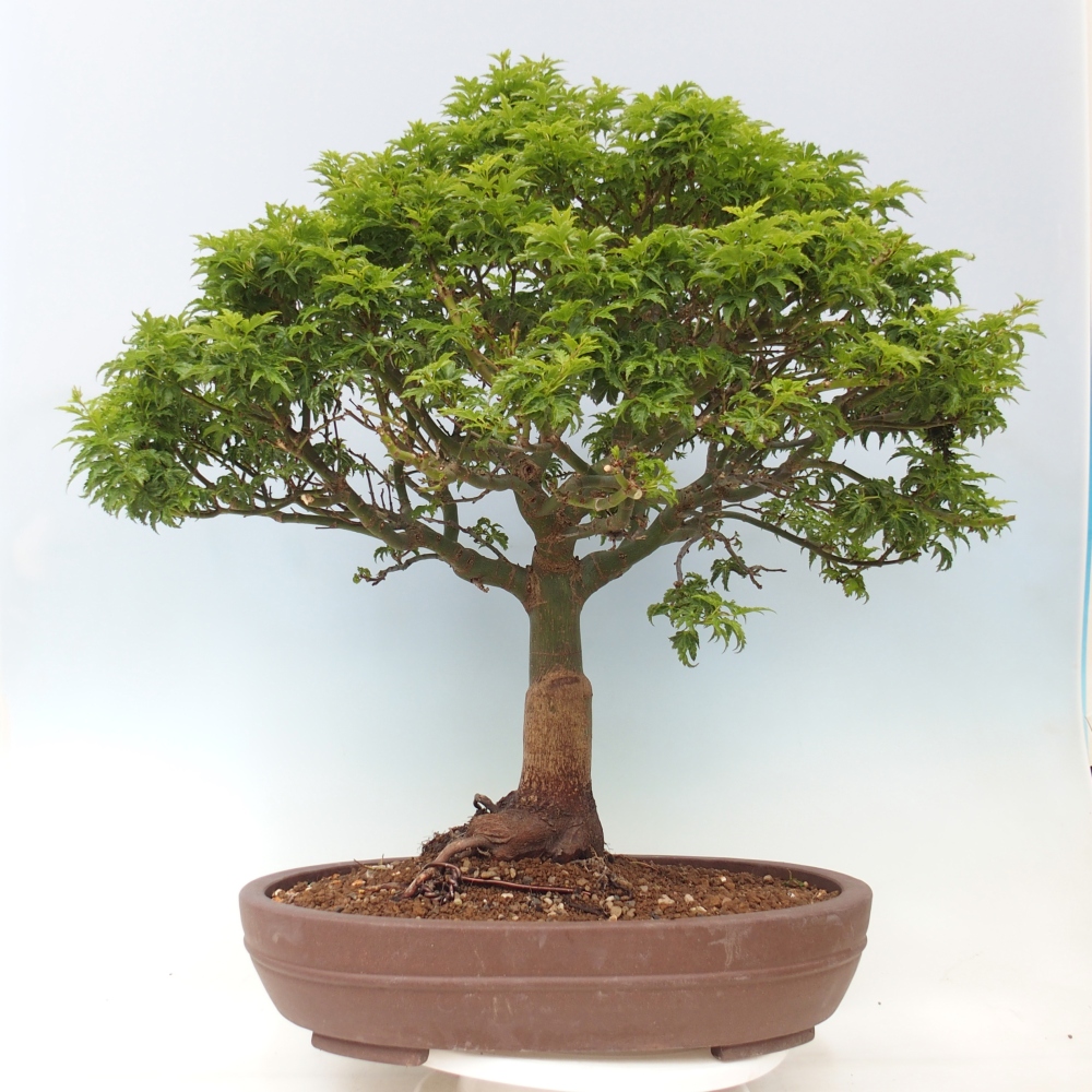 Outdoor bonsai -Javor palm Acer palmatum Shishigashira