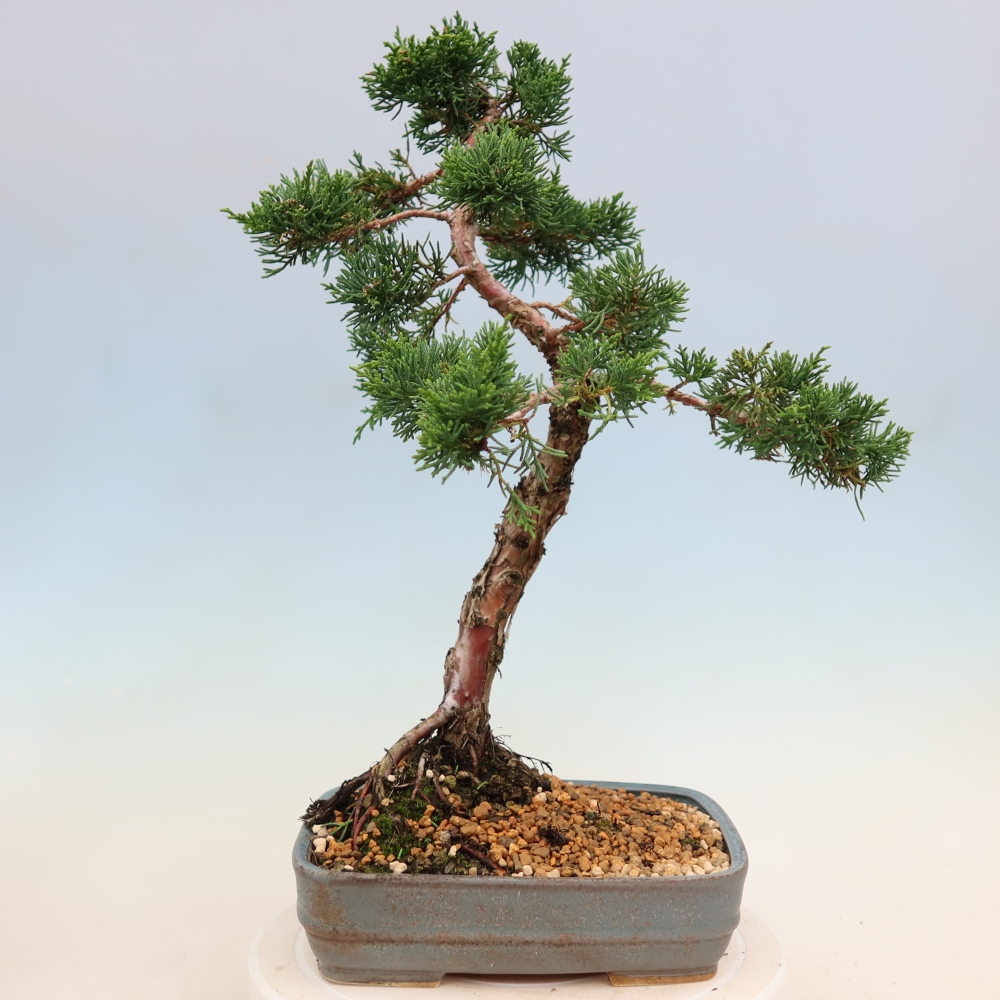 Outdoor bonsai - Juniperus chinensis Kishu