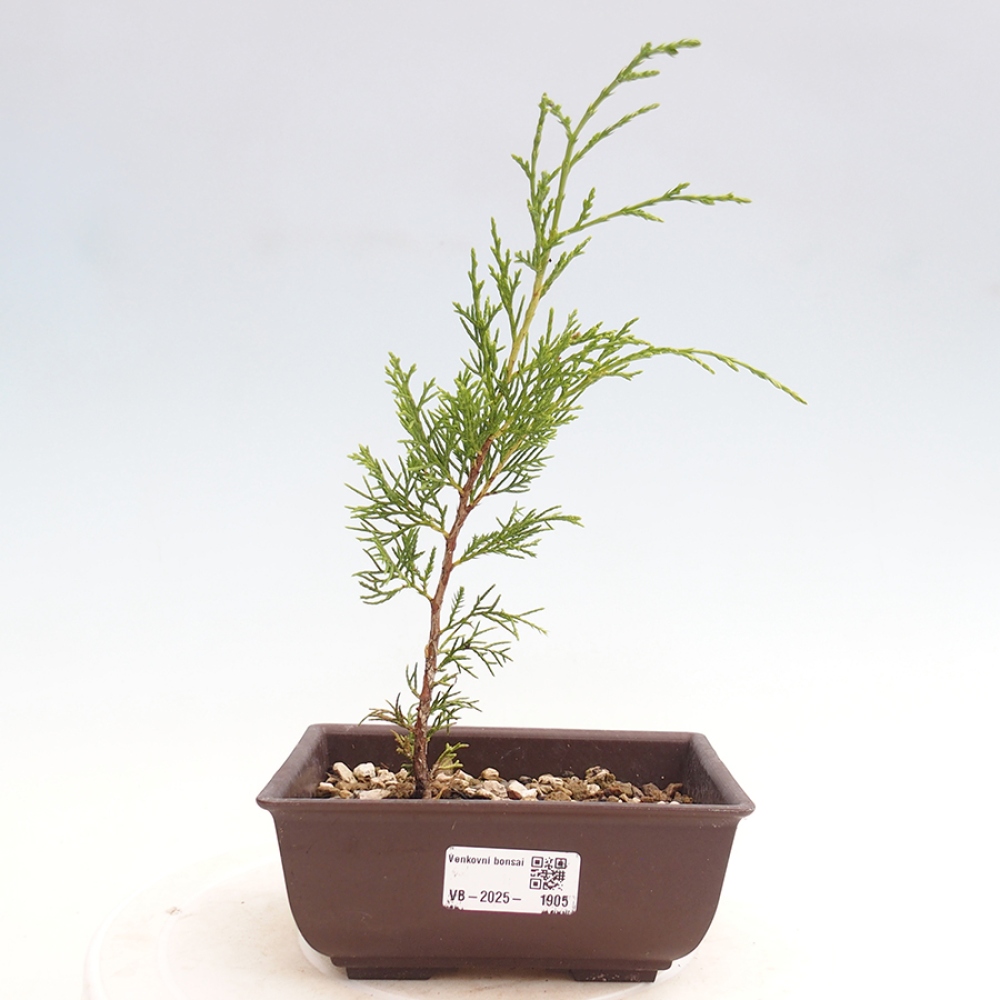Outdoor bonsai - Juniperus chinensis Itoigawa - Chinese juniper