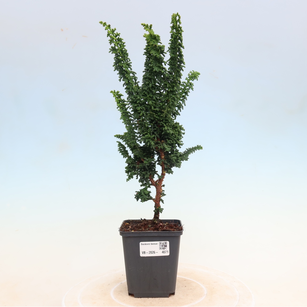 Outdoor bonsai - Cham. obtusa SEKKA HINOKI - Cypress
