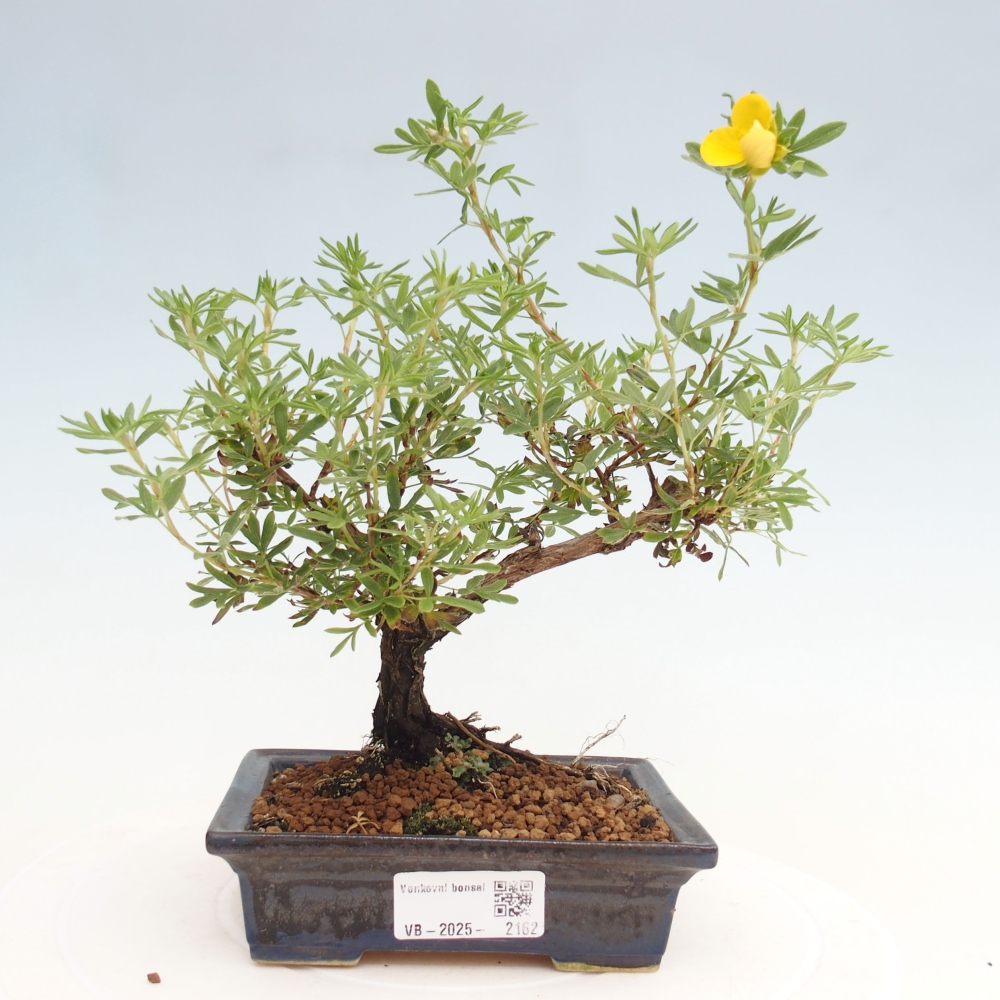 Outdoor bonsai-Cinquefoil - Potentila fruticosa yellow Bird