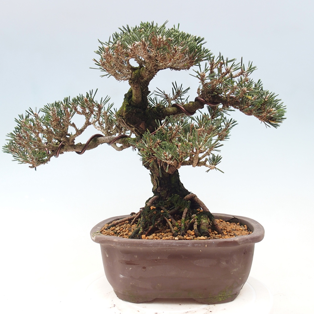 Outdoor bonsai - Pinus thunbergii Kotobuki - Thunberg pine