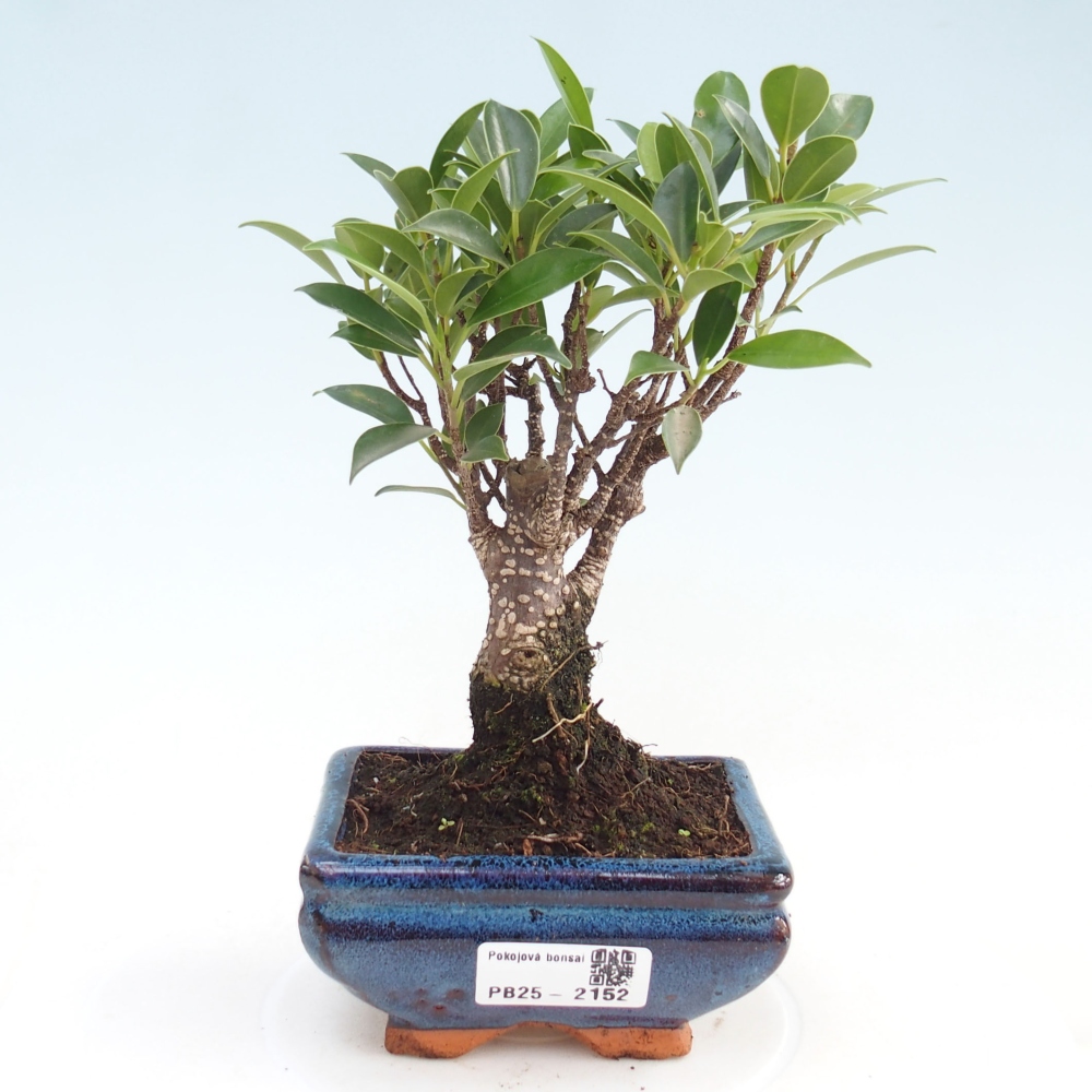 Indoor bonsai - Small-leaved ficus - Ficus kimmen