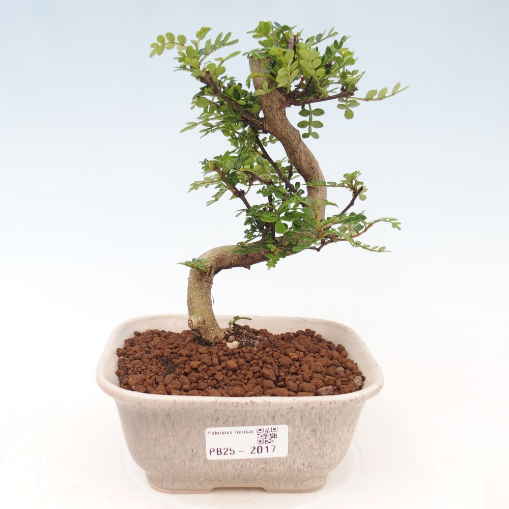 Indoor bonsai - Zantoxylum piperitum - Peppermint