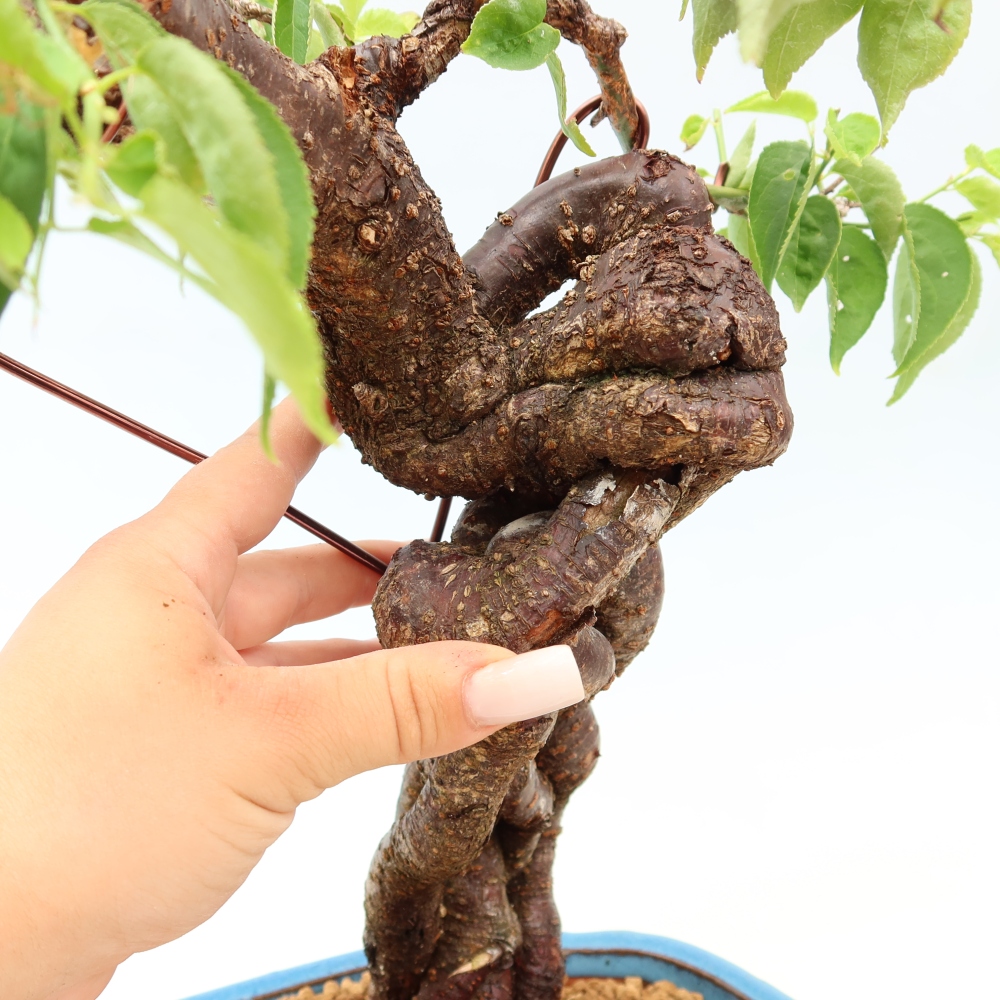 Outdoor Bonsai - Japanese Apricot - Prunus Mume