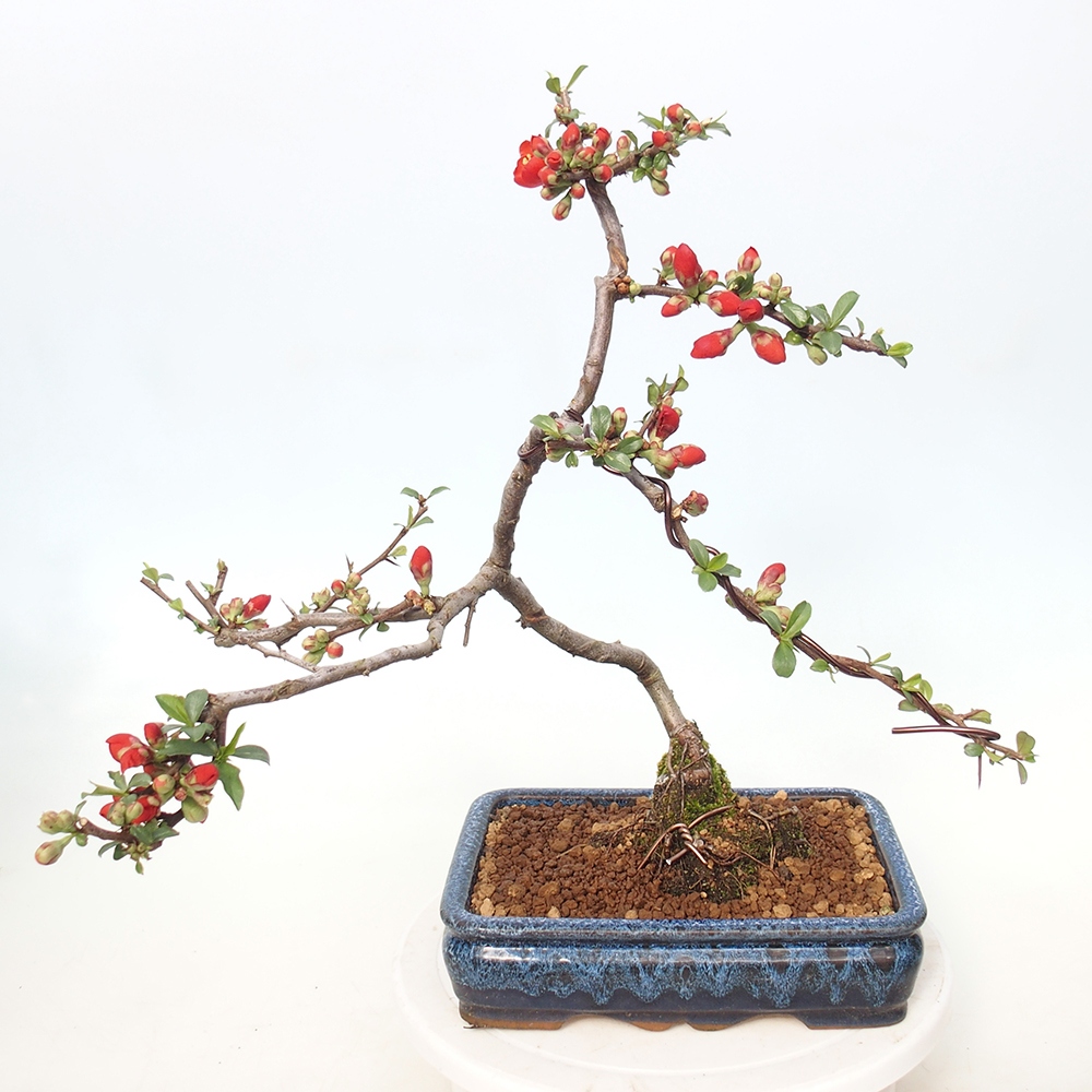 Outdoor bonsai - Chaneomeles sup. Nicoline - Quince