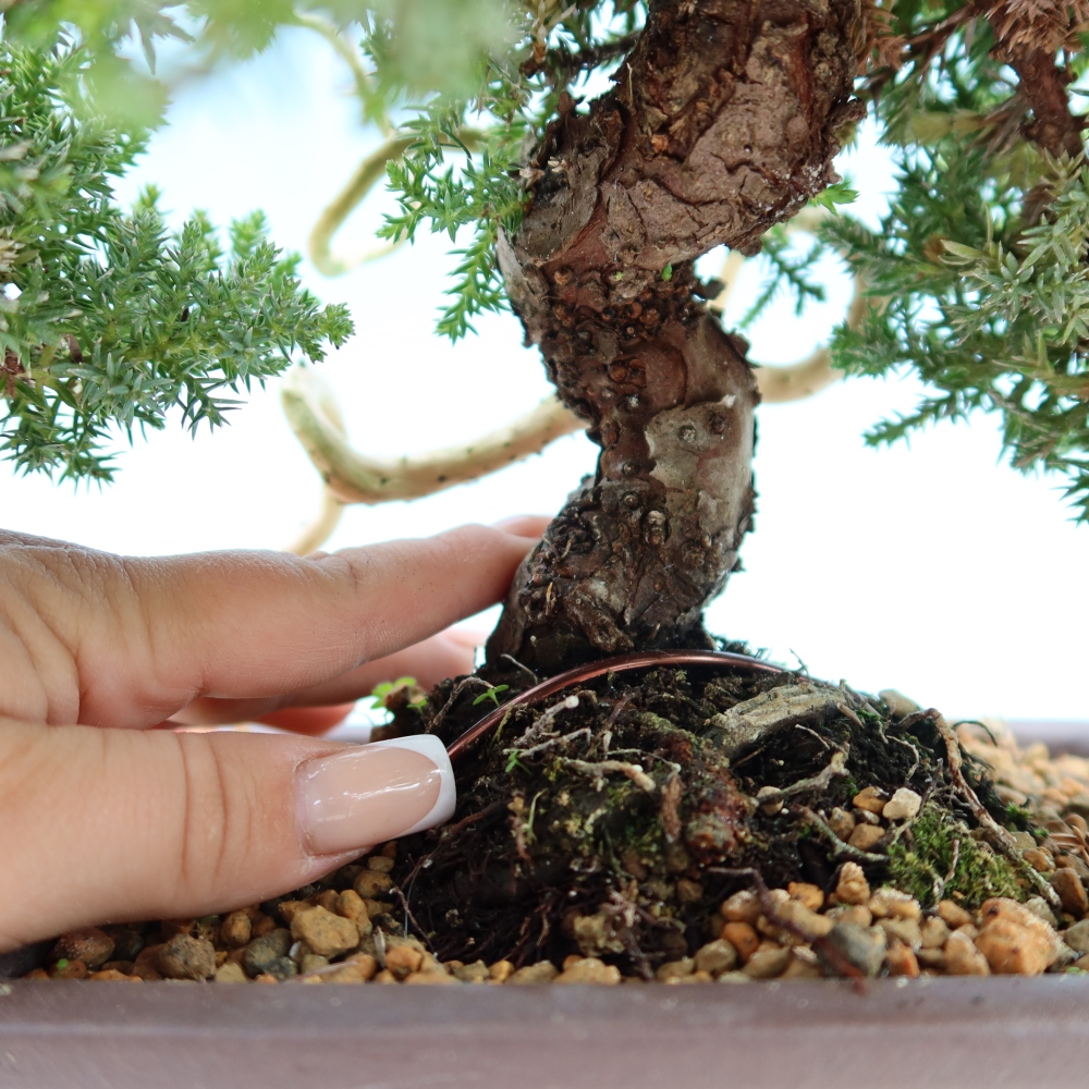 Outdoor Bonsai - Juniperus procumbens - Creeping Juniper