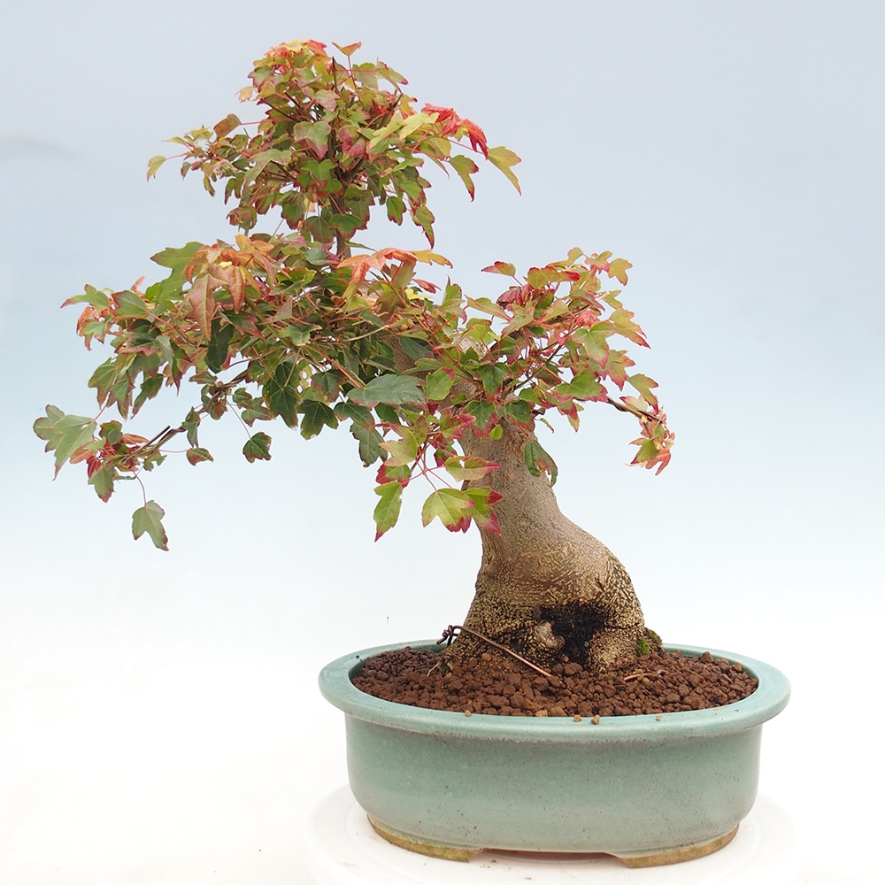 Outdoor bonsai - Maple Buergerianum - Burger Maple
