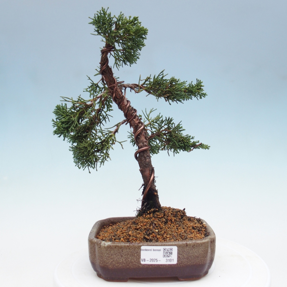 Outdoor bonsai - Juniperus chinensis Kishu - Chinese Juniper