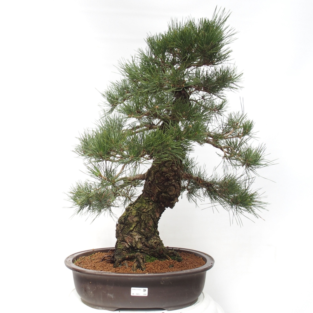 Outdoor bonsai - Pinus thunbergii - Thunberg pine