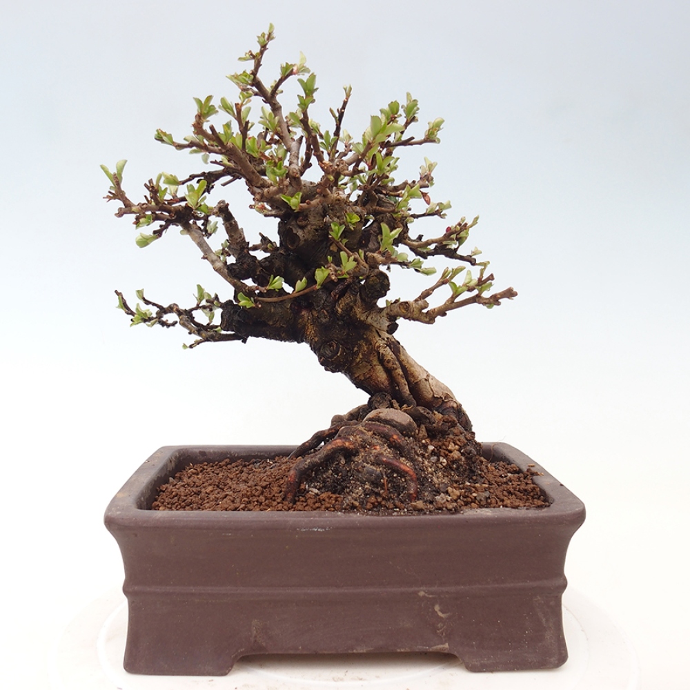 Outdoor bonsai - Chaneomeles speciosa - Quince