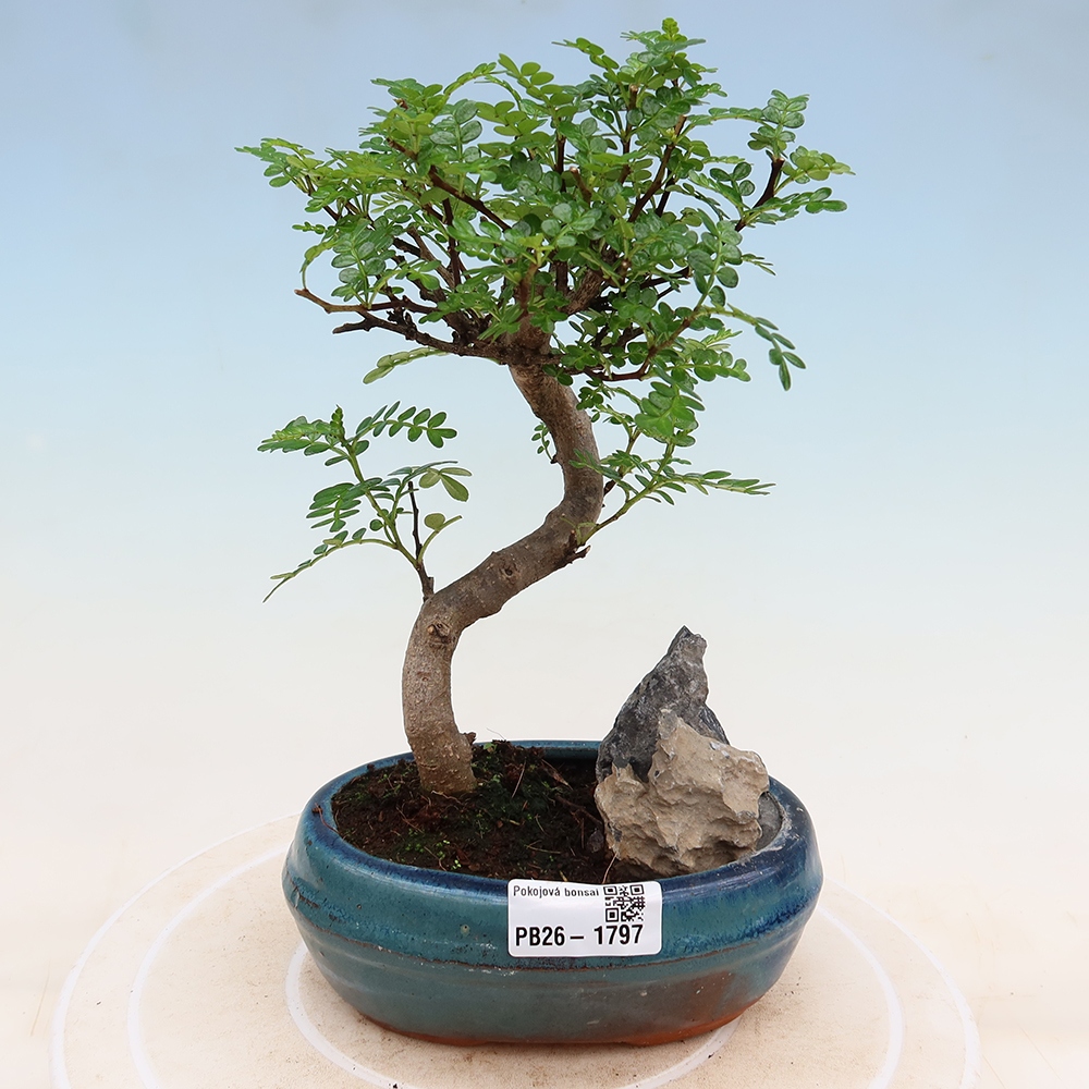 Room bonsai - Zantoxylum piperitum - pepper tree