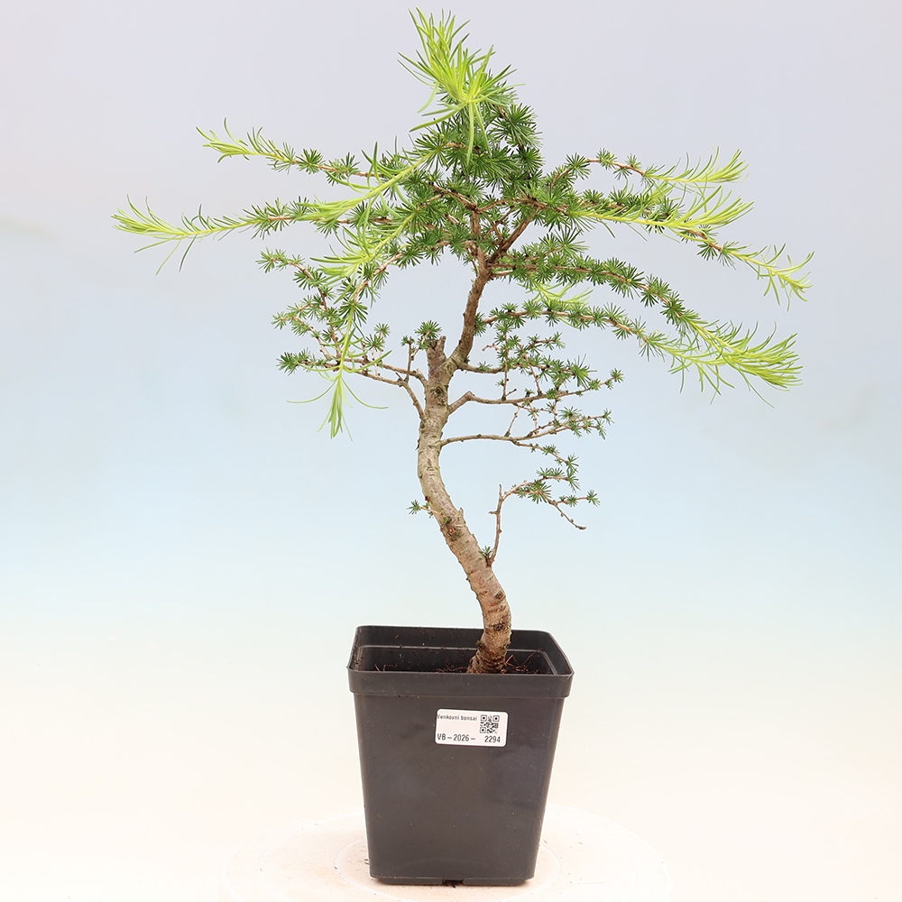 Outdoor bonsai -Larix decidua - Larch