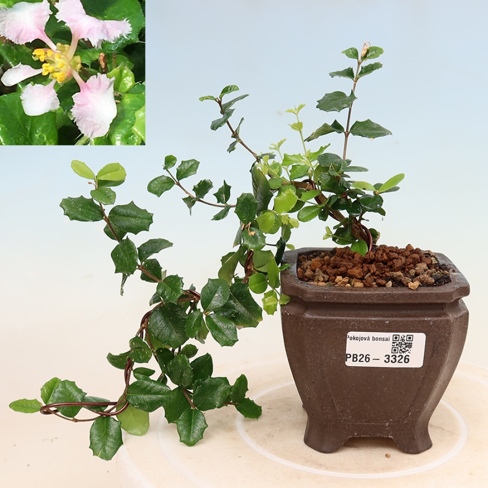 Indoor Bonsai - Barbados Cherry (Malpighia coccigera)