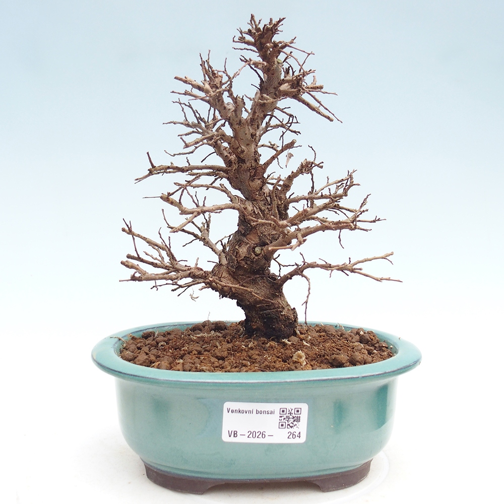 Outdoor bonsai - Zelkova - Zelkova NIRE