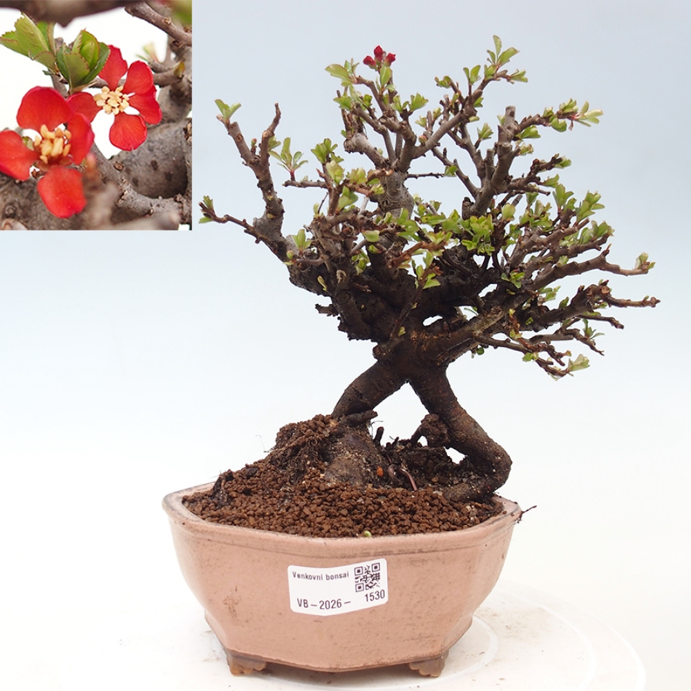 Outdoor bonsai - Chaneomeles speciosa - Quince