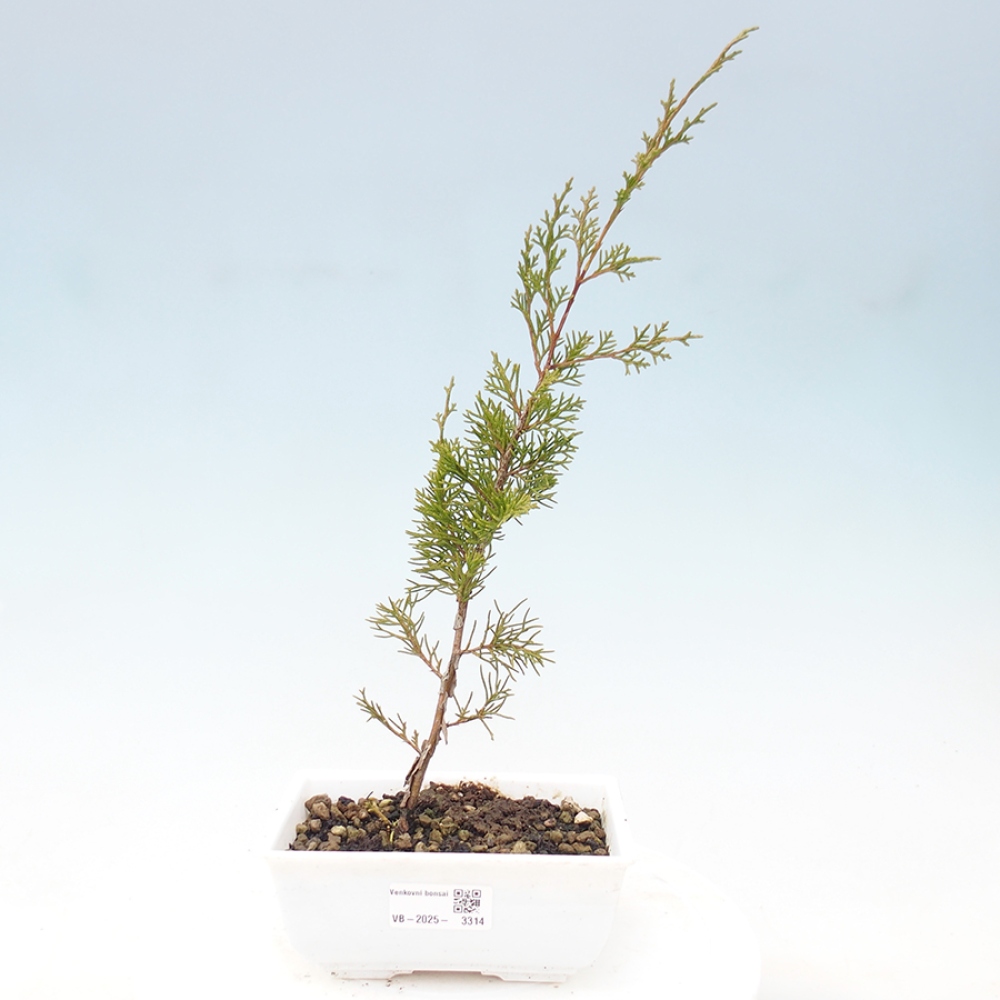 Outdoor bonsai - Juniperus chinensis Itoigawa - Chinese juniper