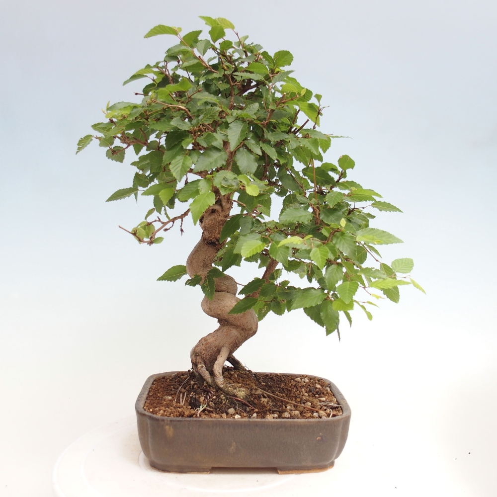 Outdoor bonsai -Carpinus CARPINOIDES - Korean hornbeam