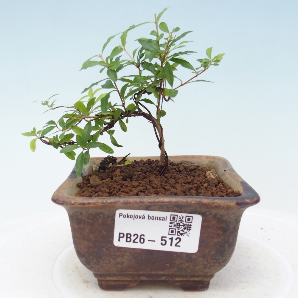 Room bonsai-PUNICA granatum nana-Granate apple