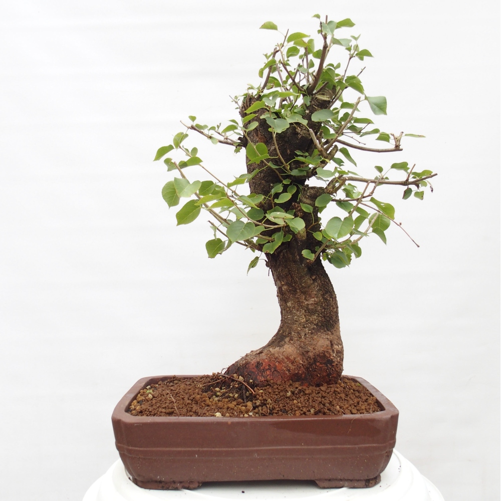 Outdoor bonsai - Mahalebka - Prunus mahaleb