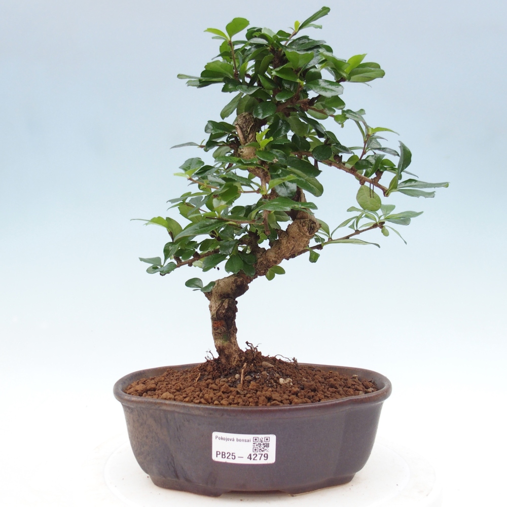 Room bonsai - Carmona macrophylla - Tea fuki