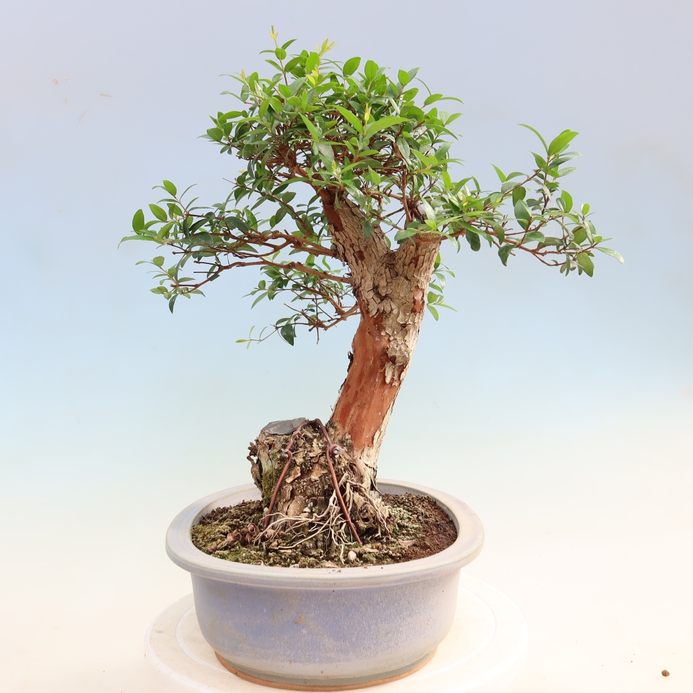 Indoor Bonsai - Myrtus communis - Common Myrtle