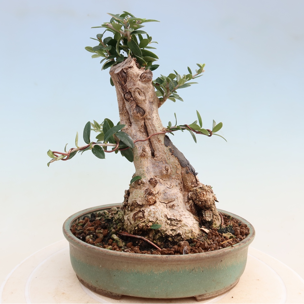 Indoor bonsai - Olea europaea sylvestris