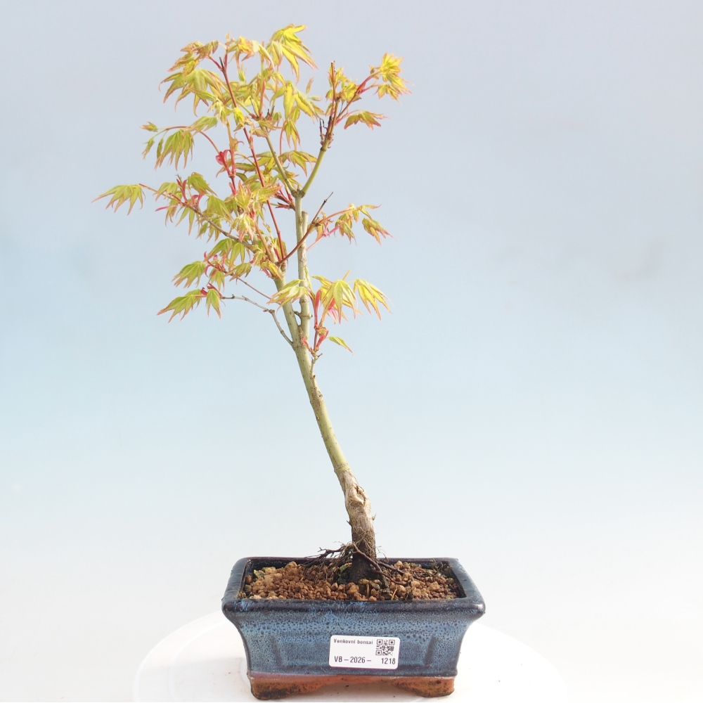 Acer palmatum Aureum - Golden Maple