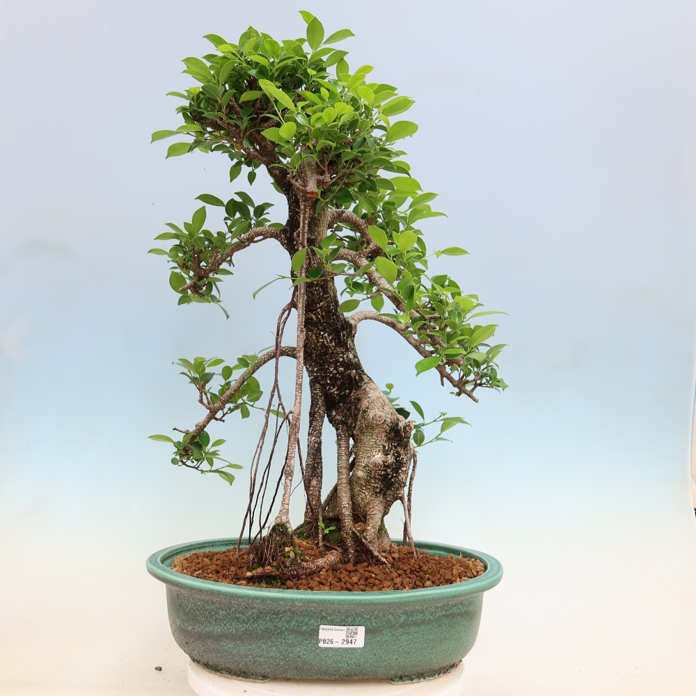 Room bonsai - Ficus kimmen - small-leaved ficus