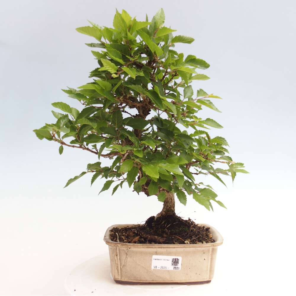 Outdoor bonsai -Carpinus CARPINOIDES - Korean hornbeam