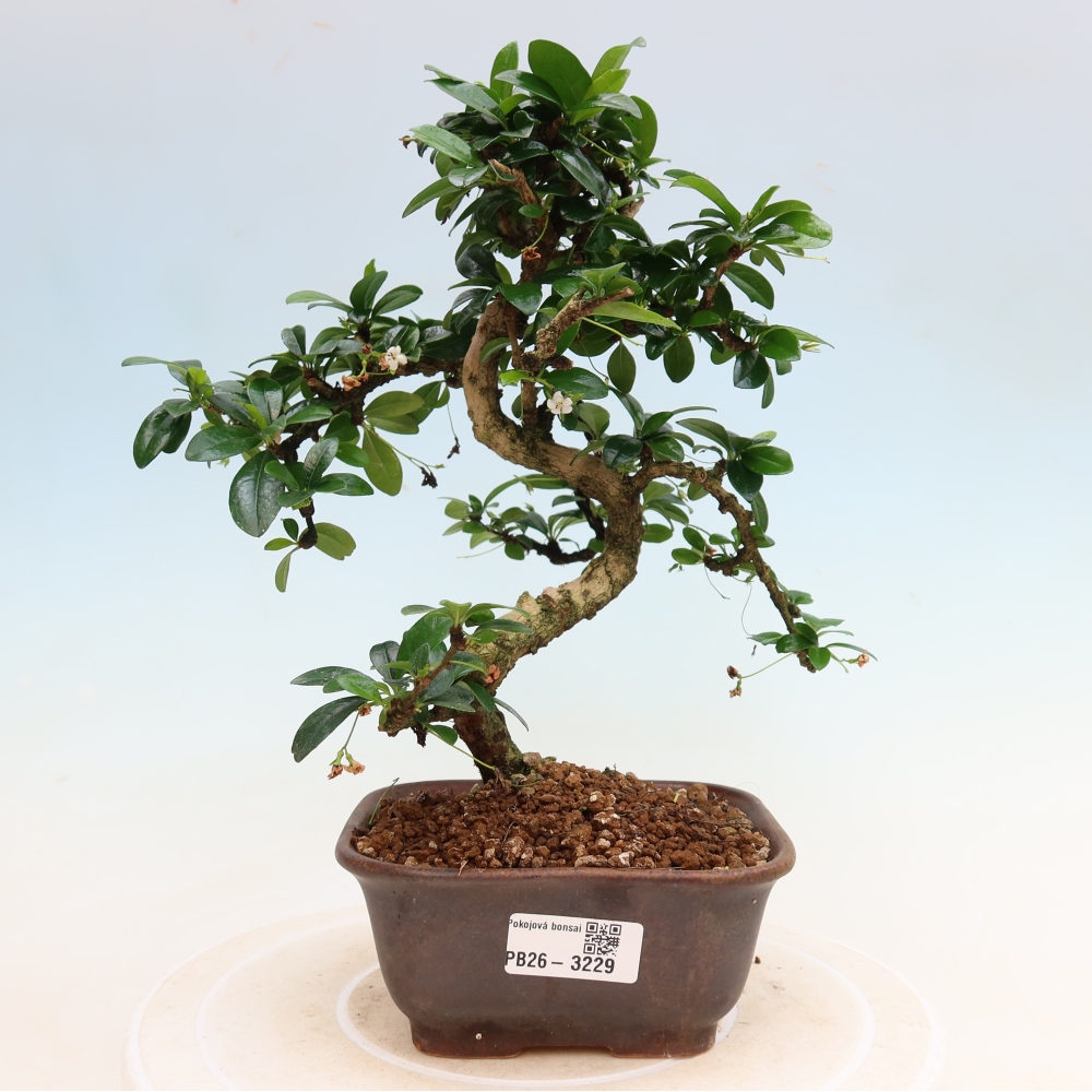 Room bonsai - Carmona macrophylla - Tea fuki
