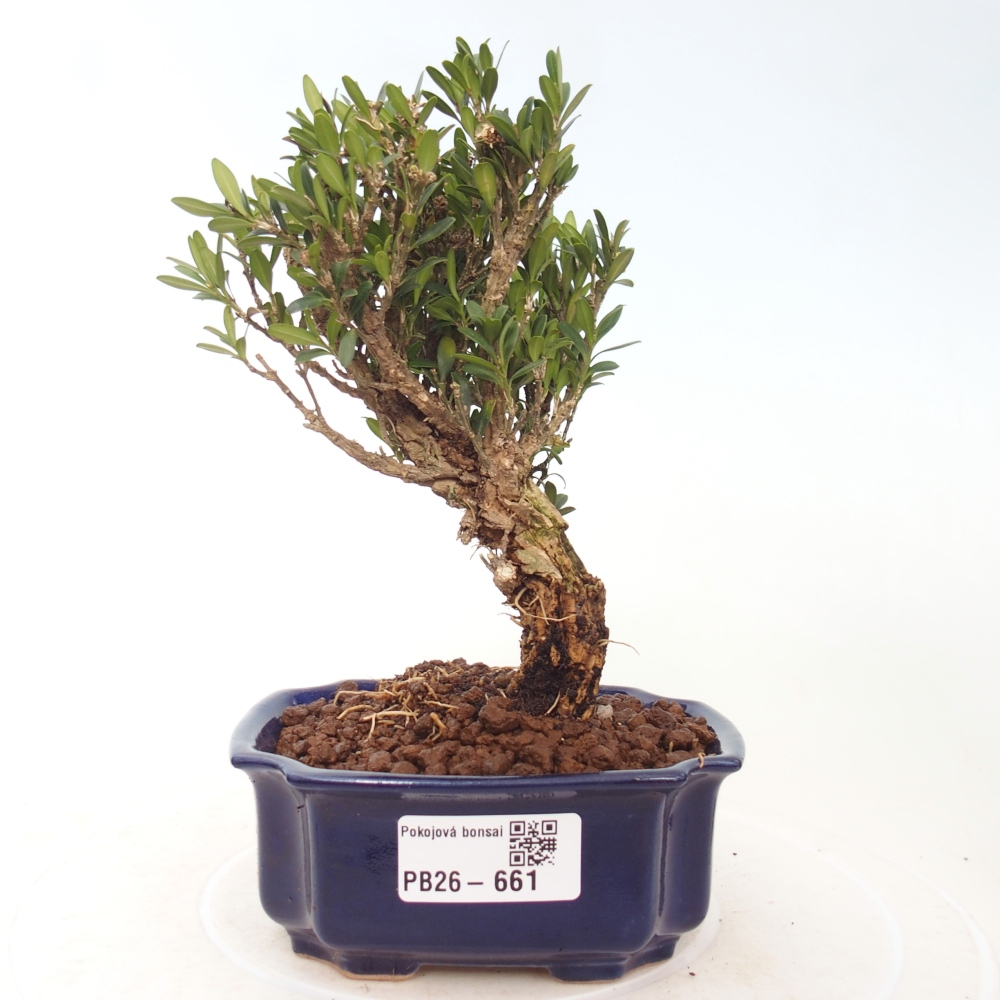 Room bonsai - Buxus harlandii - cork buxus