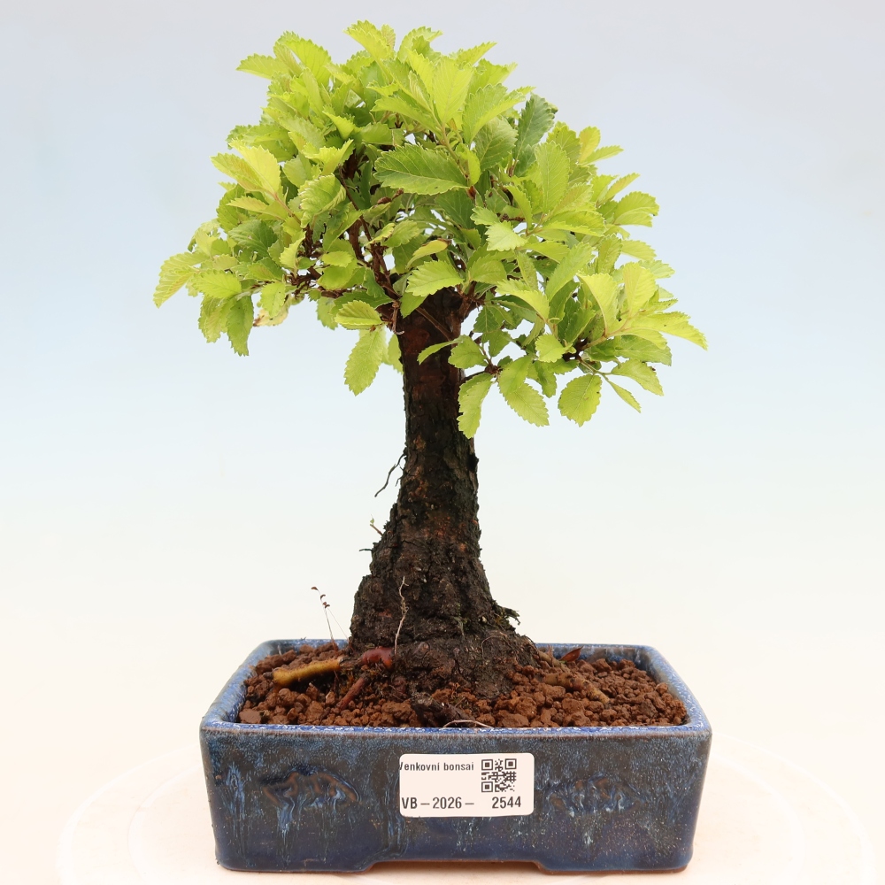 Outdoor bonsai - Zelkova - Zelkova NIRE