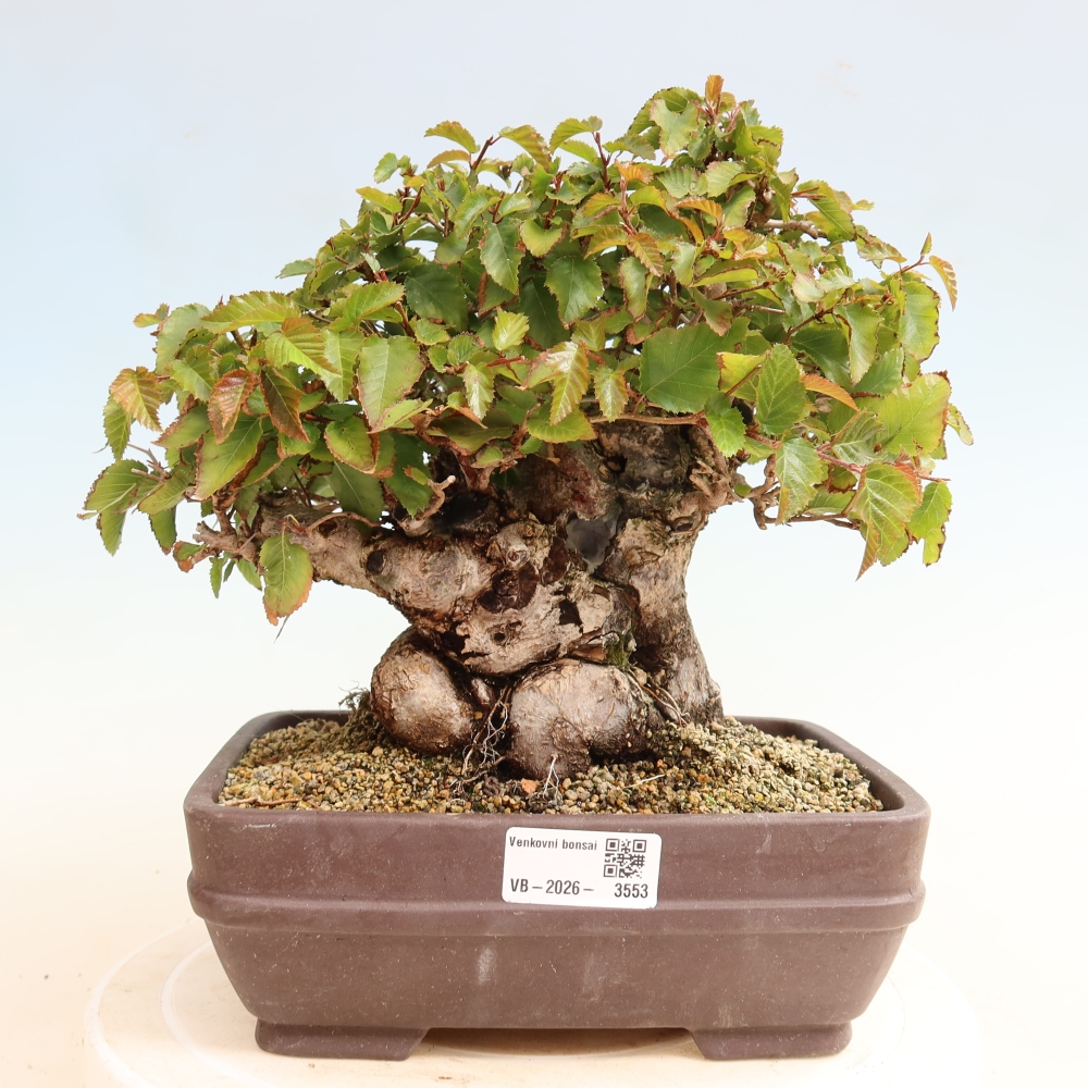 Outdoor bonsai -Carpinus CARPINOIDES - Korean Hornbeam