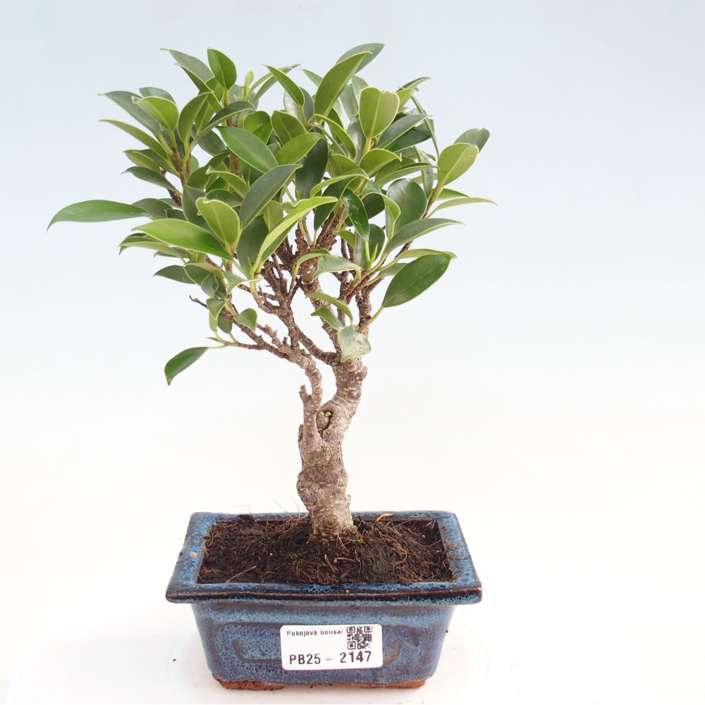 Indoor bonsai - Small-leaved ficus - Ficus kimmen