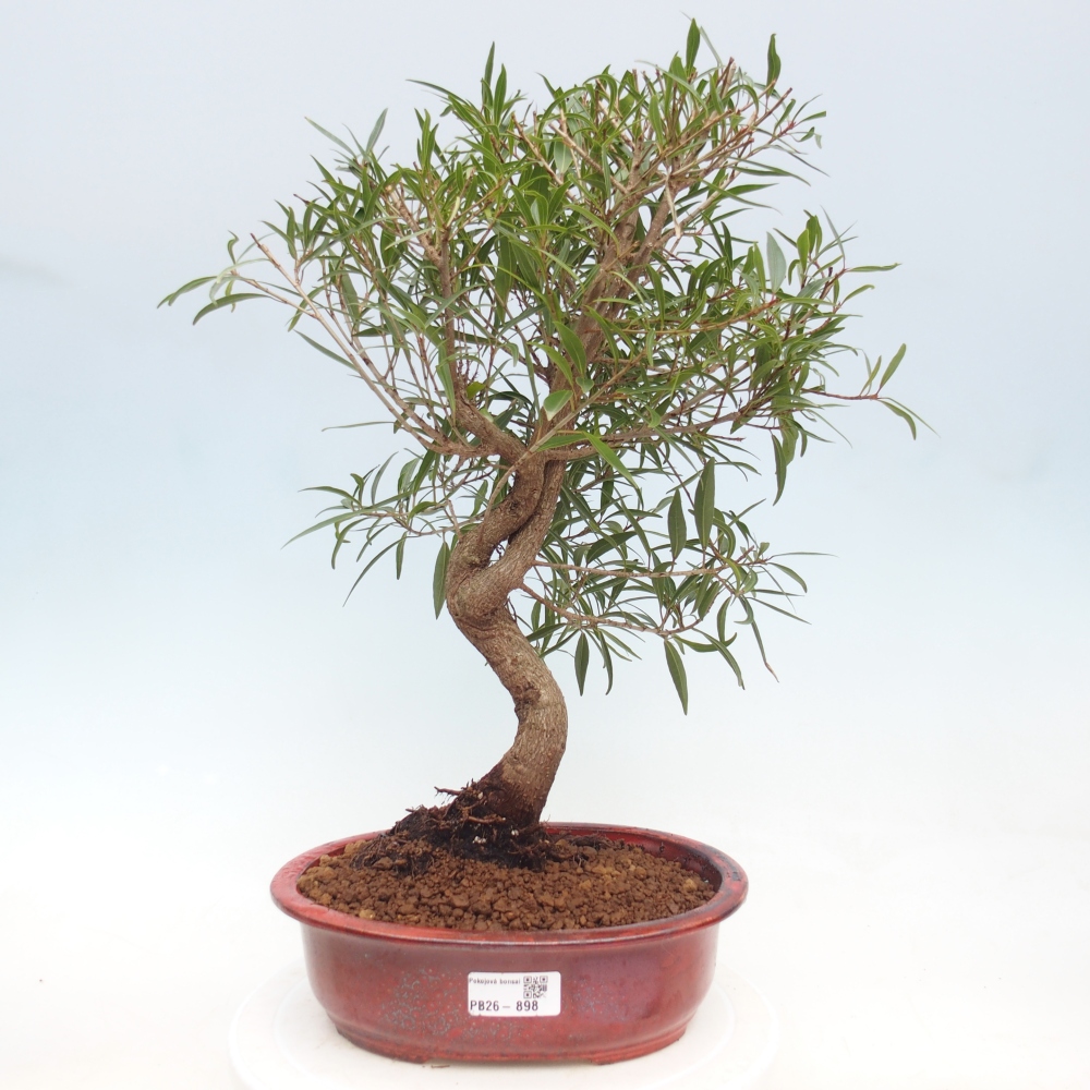 Room bonsai - Ficus nerifolia - small-leaved ficus