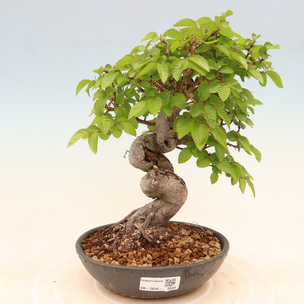 Outdoor bonsai -Carpinus coreana - Korean Hornbeam