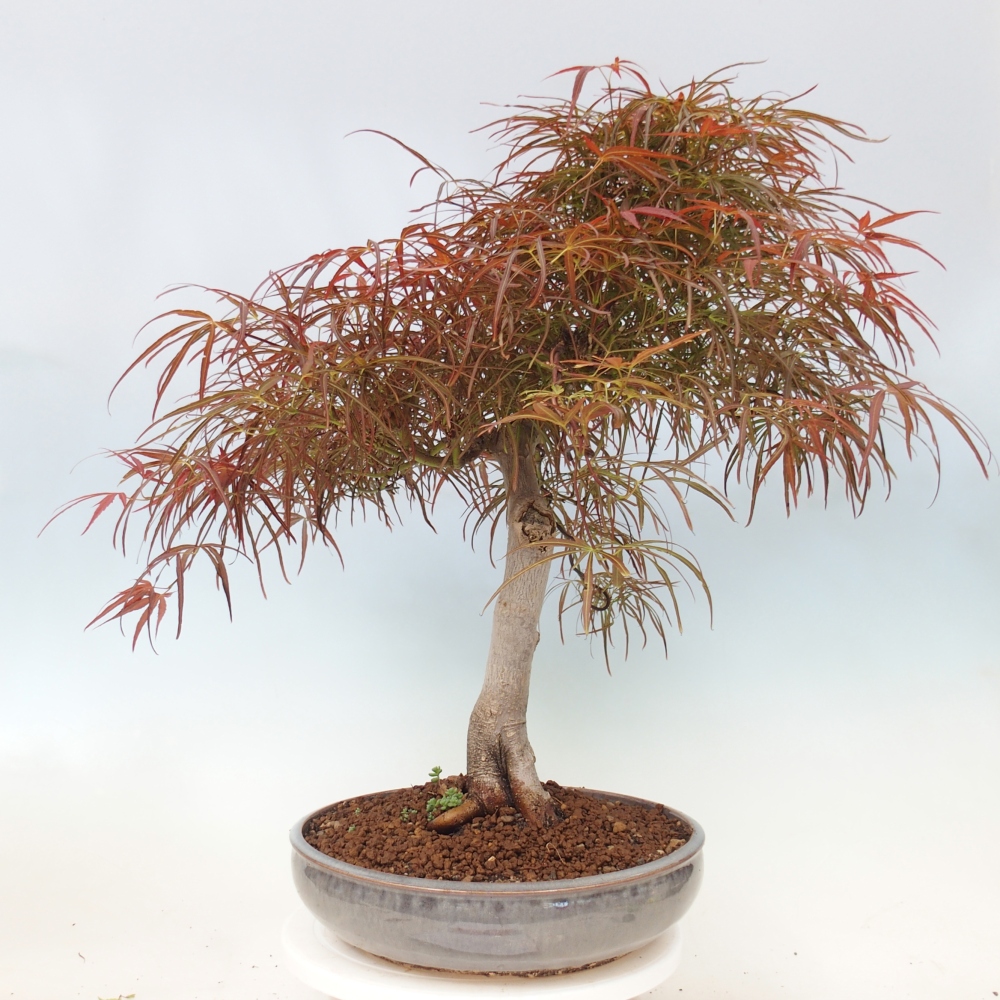 Outdoor bonsai - Acer palmatum RED PYGMY