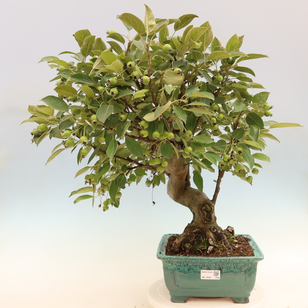 Outdoor bonsai -Malus halliana - Small-fruited apple tree