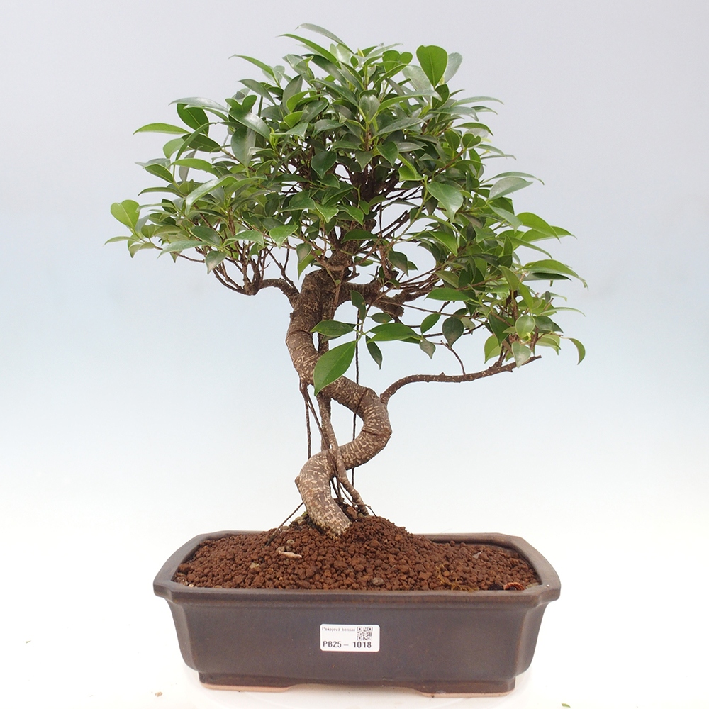Indoor bonsai - Ficus kimmen - small-leaved ficus