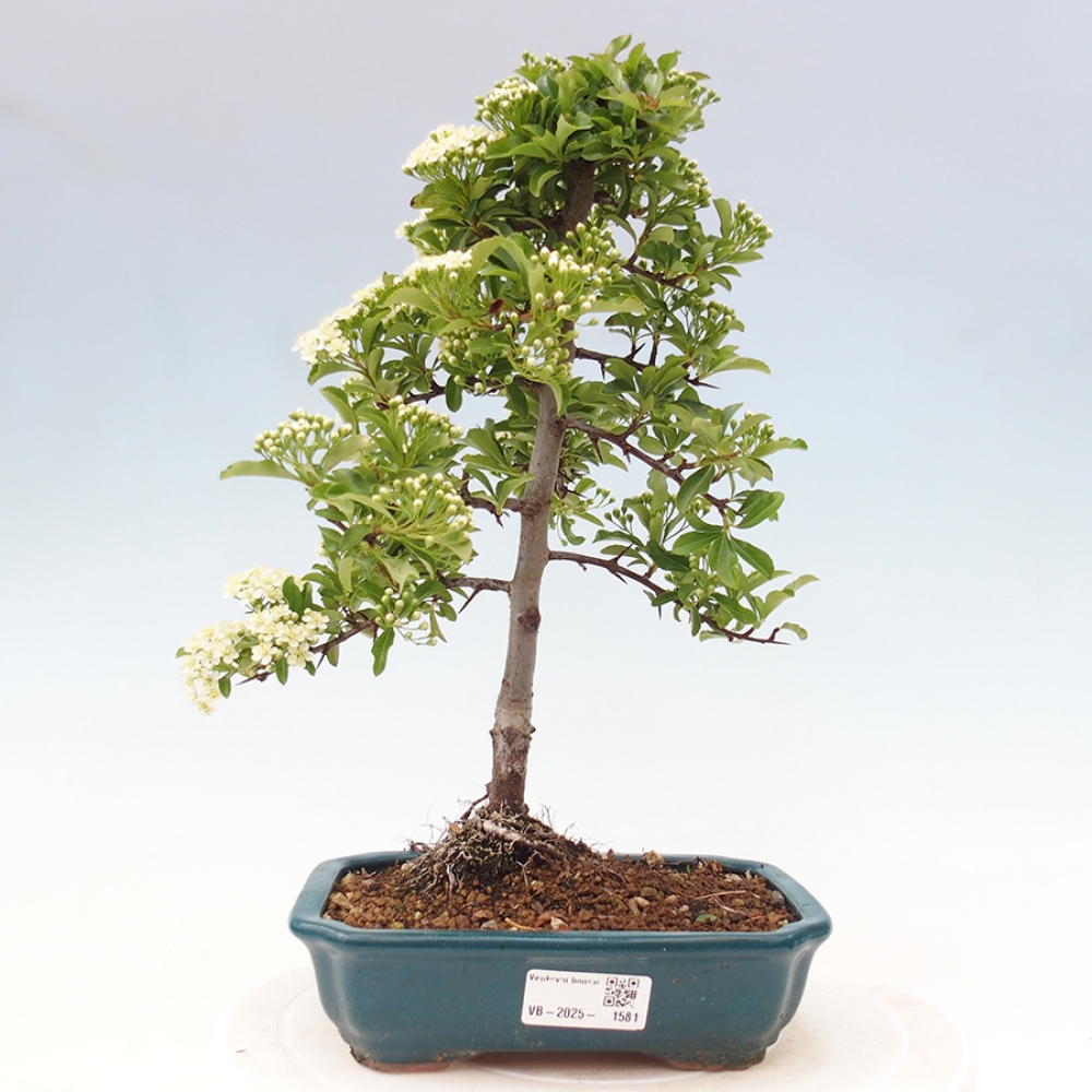 Outdoor Bonsai-Pyracanta Teton -Bakery